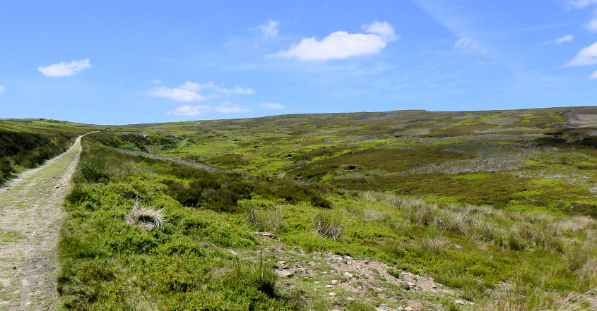 Brogging Moss Brogging Moss